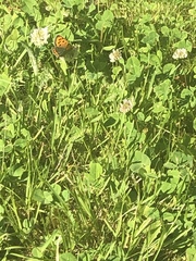 Lycaena phlaeas