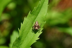 Oxyopes ramosus