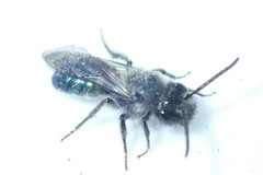 Andrena cerasifolii