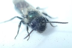 Andrena cerasifolii