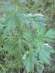 Artemisia vulgaris