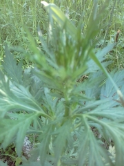 Artemisia vulgaris