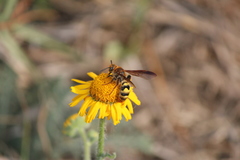 Xanthocampsomeris completa