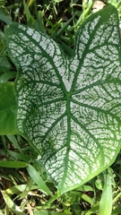 Caladium