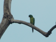 Psittacara holochlorus