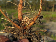 Rhizobiaceae