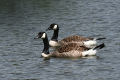 Branta canadensis