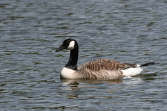 Branta canadensis
