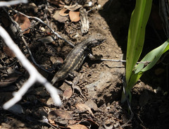 Sceloporus graciosus gracilis