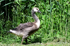 Branta canadensis