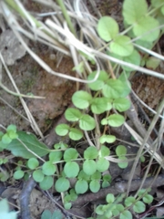 Lysimachia nummularia