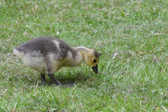 Branta canadensis