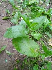 Rumex obtusifolius