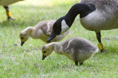 Branta canadensis
