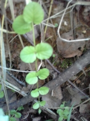 Lysimachia nummularia