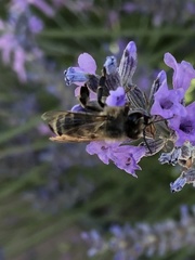 Apis mellifera