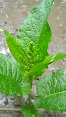 Rumex obtusifolius