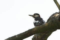 Dendrocopos major