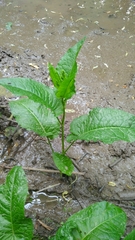 Rumex obtusifolius