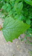 Alliaria petiolata