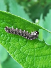 Tenthredo bipunctula