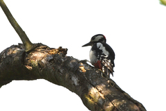 Dendrocopos major