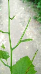 Alliaria petiolata