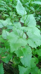 Alliaria petiolata