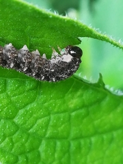 Tenthredo bipunctula