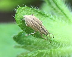 Aphrastus taeniatus