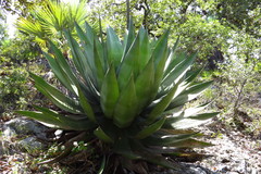 Agave scaposa