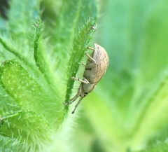 Aphrastus taeniatus