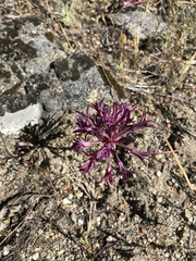 Allium abramsii