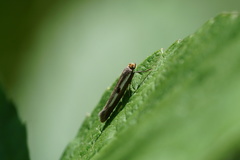 Parahyponomeuta egregiella