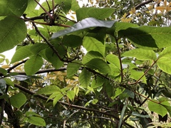 Toxicodendron orientale