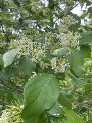 Cornus amomum