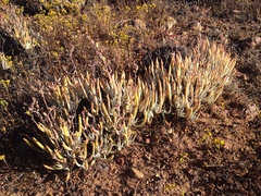 Dudleya attenuata