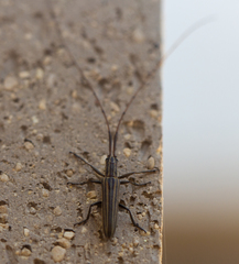 Hippopsis lemniscata