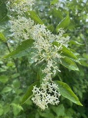 Cornus amomum