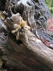 Phrixotrichus vulpinus