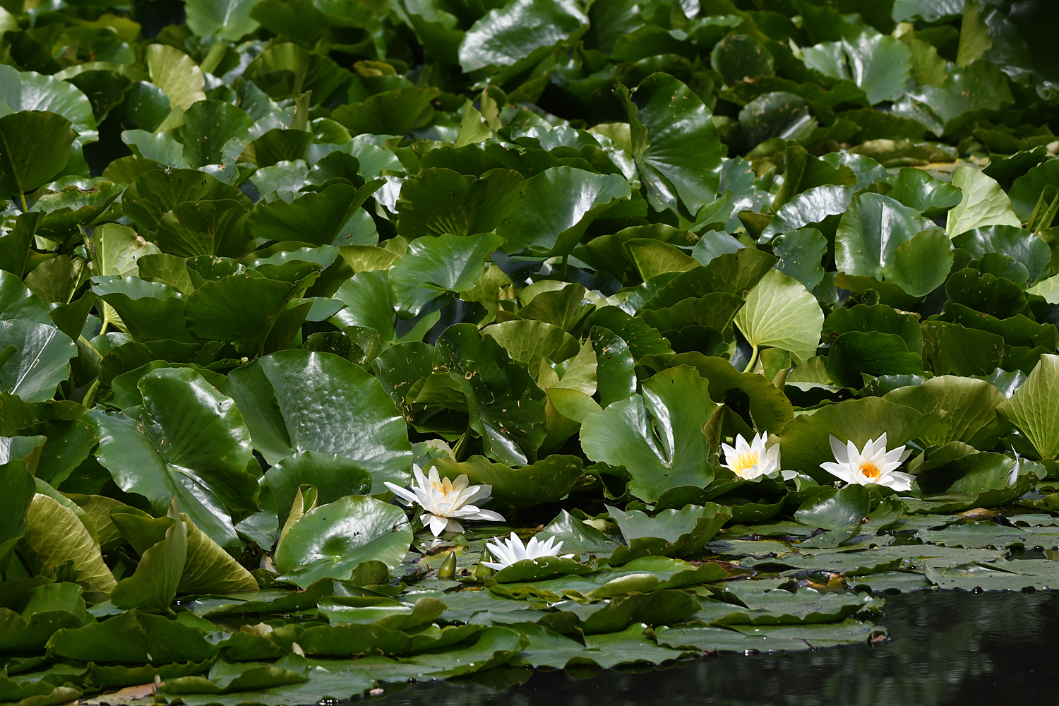European White Waterlily (Nymphaea alba) · iNaturalist