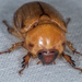 Cyclocephala hirta - Photo (c) Don Loarie, algunos derechos reservados (CC BY), subido por Don Loarie
