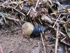 Macrocyclis peruvianus