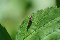 Parahyponomeuta egregiella