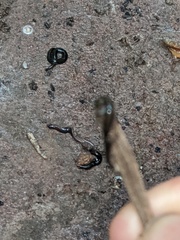 Endeavouria septemlineata