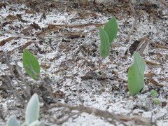 Othonna stenophylla