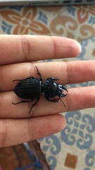 Pasimachus rotundipennis