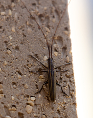 Hippopsis lemniscata