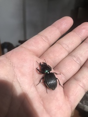 Pasimachus rotundipennis