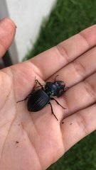 Pasimachus rotundipennis